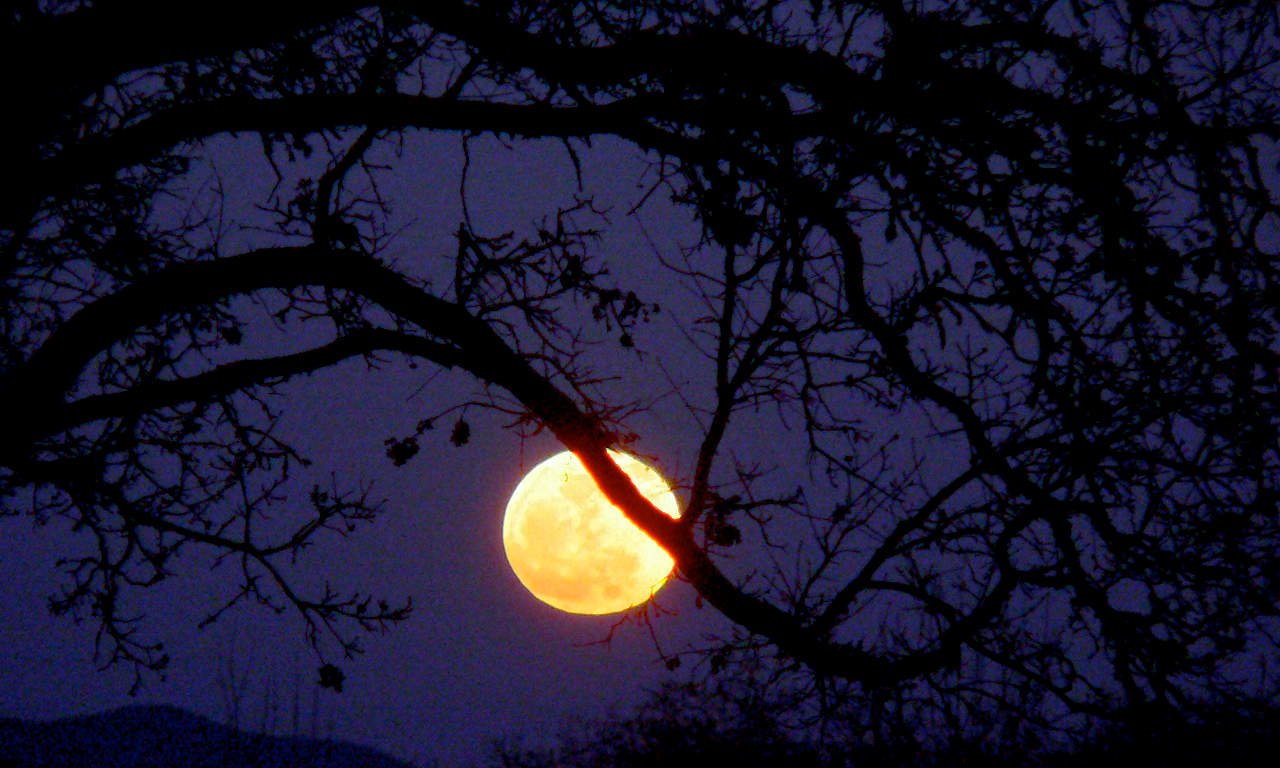An orange full moon behind a tree branch