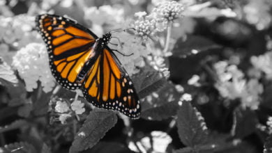A monarch butterfly sitting on a flower