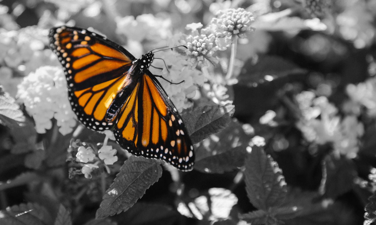 A monarch butterfly sitting on a flower