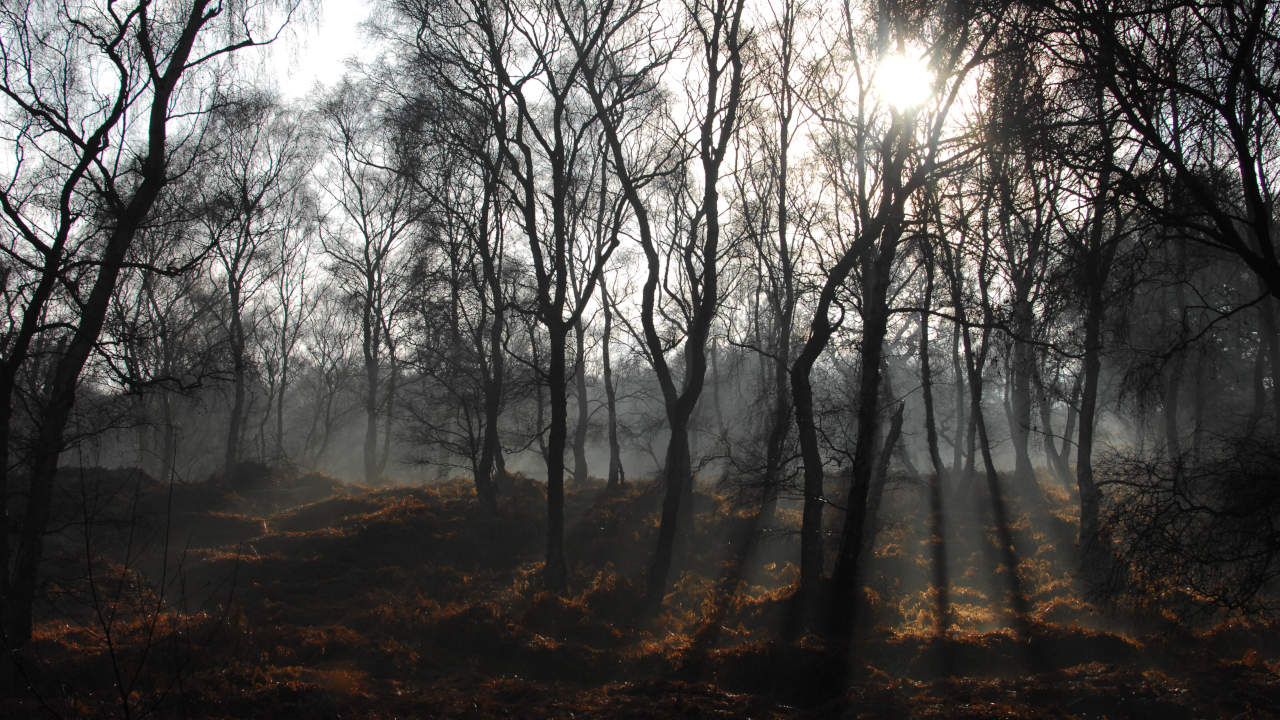 A foggy forest in Cannock Chase, United Kingdom
