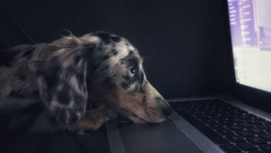 A dog searches online for information about ghosts