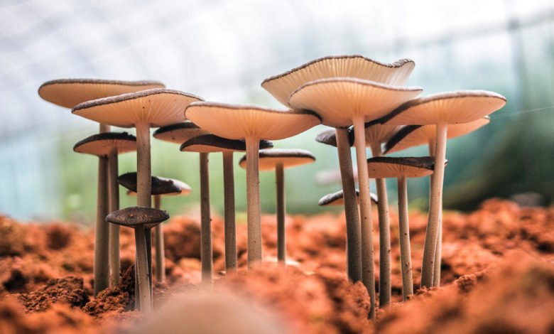 A row of mushrooms