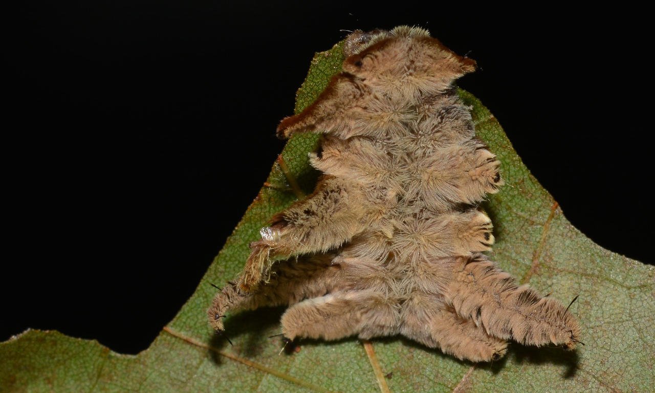 A monkey slug caterpillar hangs out on a leaf