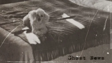 Old photo of a dog on a bed
